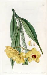 Dendrobium chrysanthum